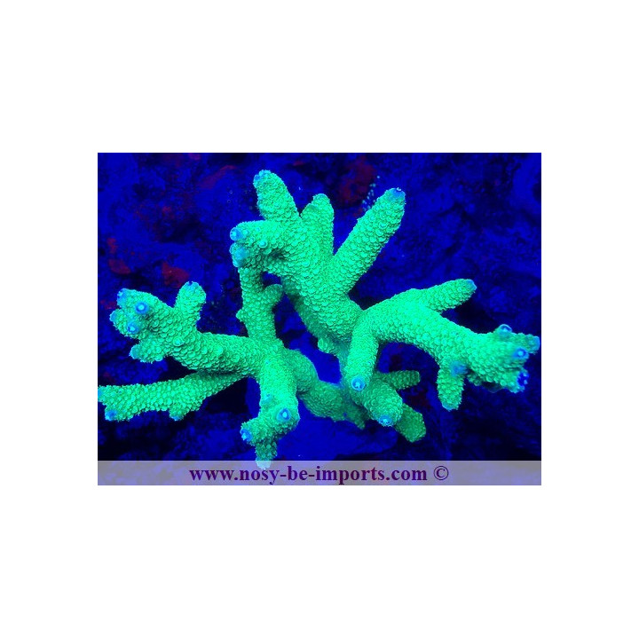 Acropora papillare WYSIWYG 19022025-3