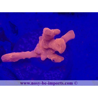 Montipora setosa WYSIWYG 19022025-4