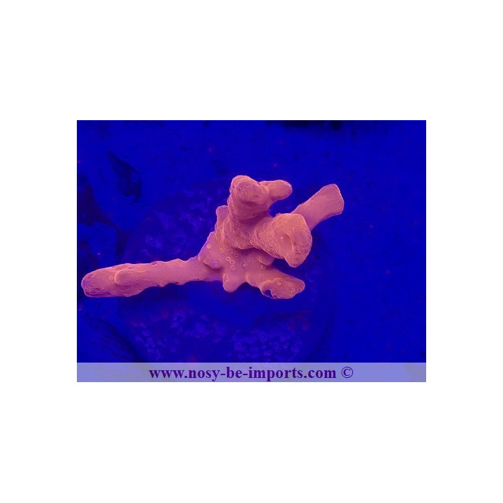 Montipora setosa WYSIWYG 19022025-4