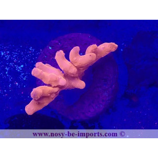 Montipora setosa WYSIWYG 19022025-5