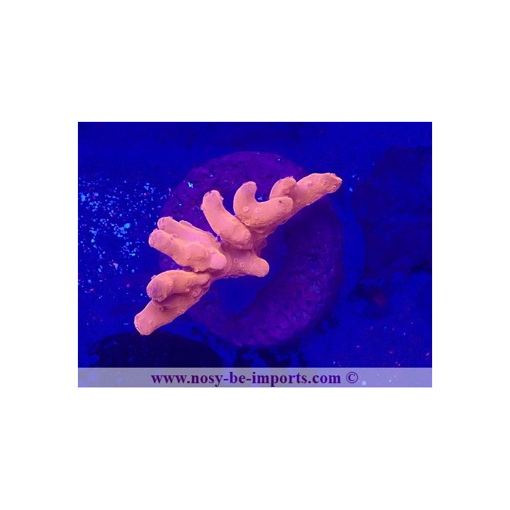 Montipora setosa WYSIWYG 19022025-5