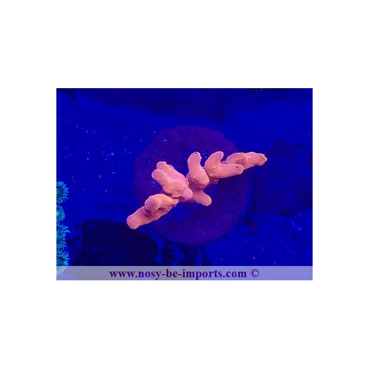 Montipora setosa WYSIWYG 19022025-5