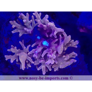 Acropora carduus WYSIWYG 19022025-6