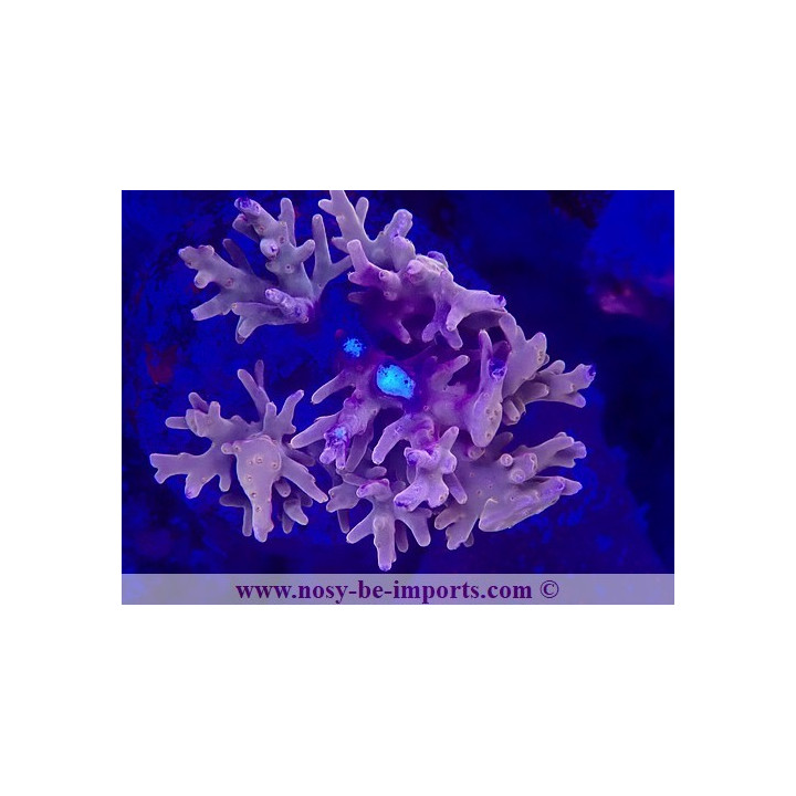 Acropora carduus WYSIWYG 19022025-6