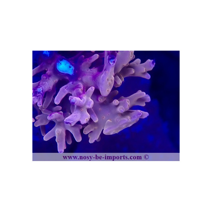 Acropora carduus WYSIWYG 19022025-6