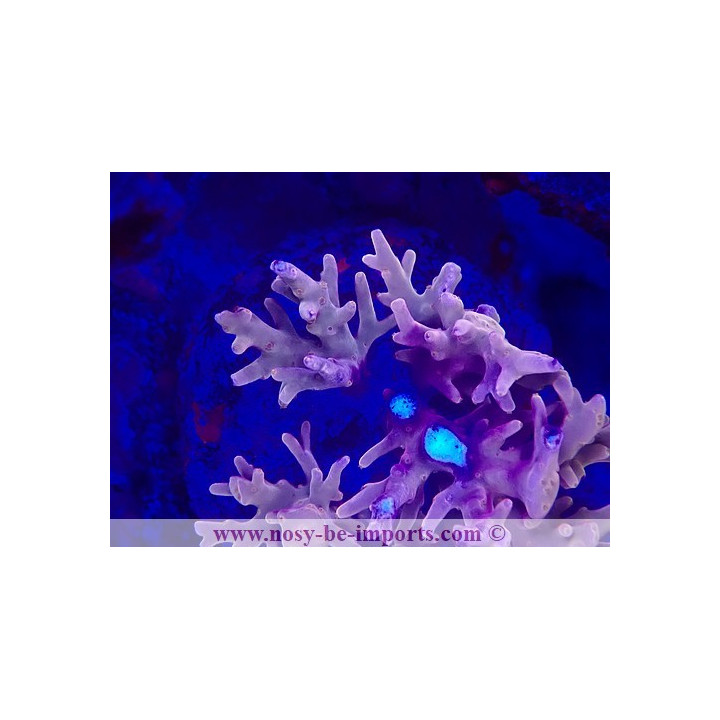 Acropora carduus WYSIWYG 19022025-6