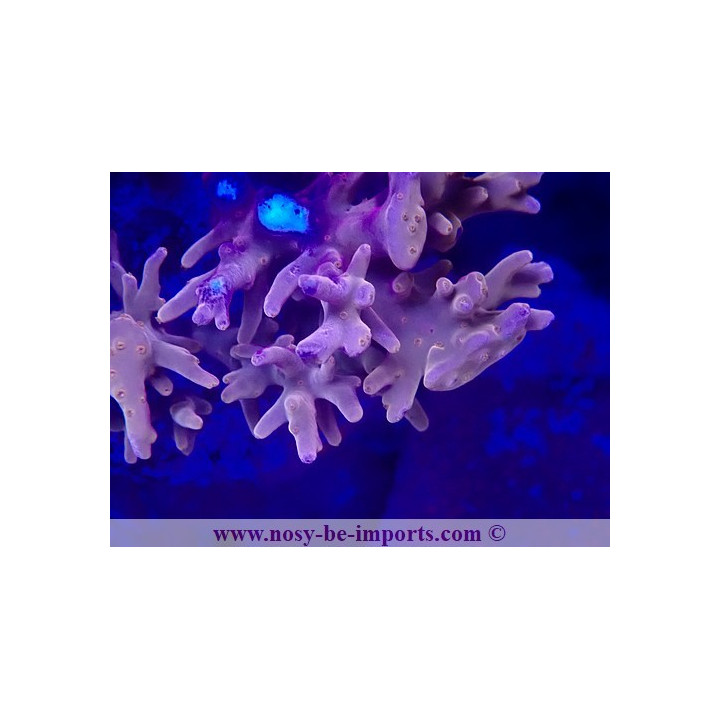 Acropora carduus WYSIWYG 19022025-6