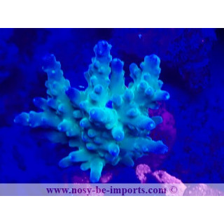 Acropora aspera WYIWYG