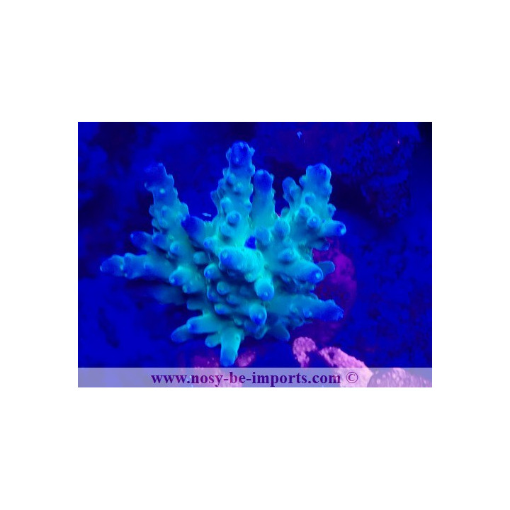 Acropora aspera WYIWYG