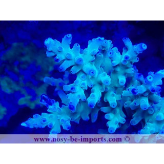 Acropora granulosa WYSIWYG 19022025-9
