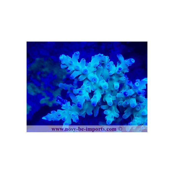 Acropora granulosa WYSIWYG 19022025-9