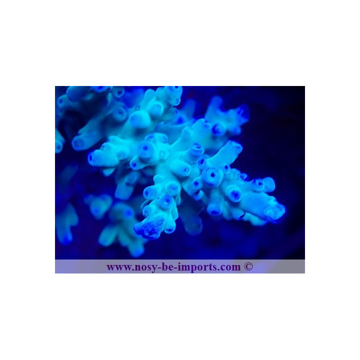 Acropora granulosa WYSIWYG 19022025-9