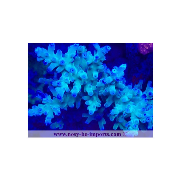 Acropora granulosa WYSIWYG 19022025-9