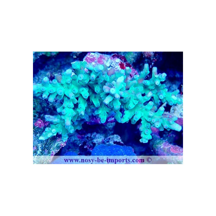 Acropora granulosa WYSIWYG 19022025-9