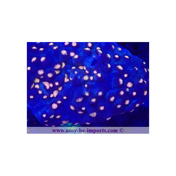 Mycedium robokaki WYSIWYG 19022025-10