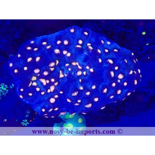 Mycedium robokaki WYSIWYG 19022025-10