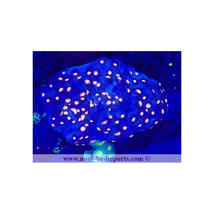 Mycedium robokaki WYSIWYG 19022025-10
