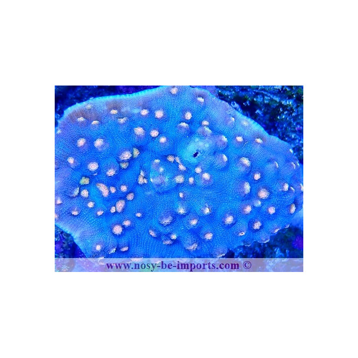 Mycedium robokaki WYSIWYG 19022025-10