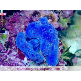 Haliclona sp. WYSIWYG 19022025-12