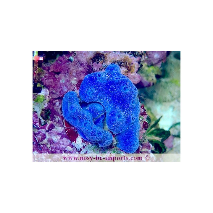 Haliclona sp. WYSIWYG 19022025-12