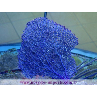 Gorgonia ventalina WYSIWYG 19022025-13