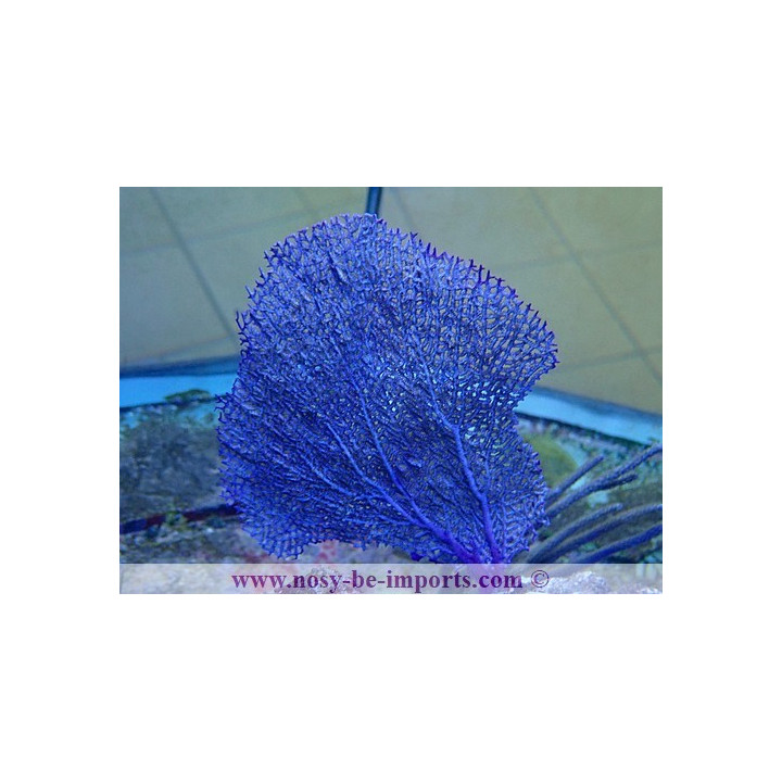Gorgonia ventalina WYSIWYG 19022025-13
