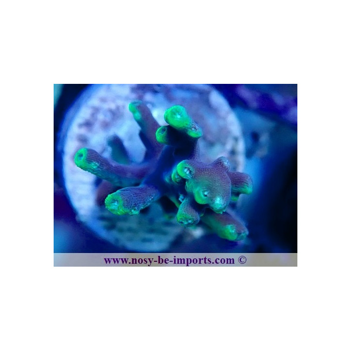 Acropora turaki WYSIWYG 19022025-14