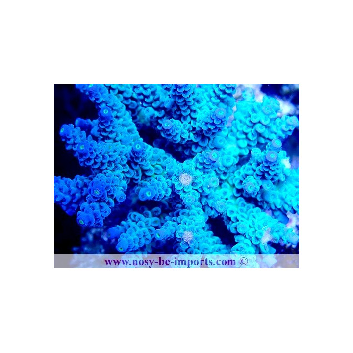 Acropora tenuis WYSIWYG 19022025-16