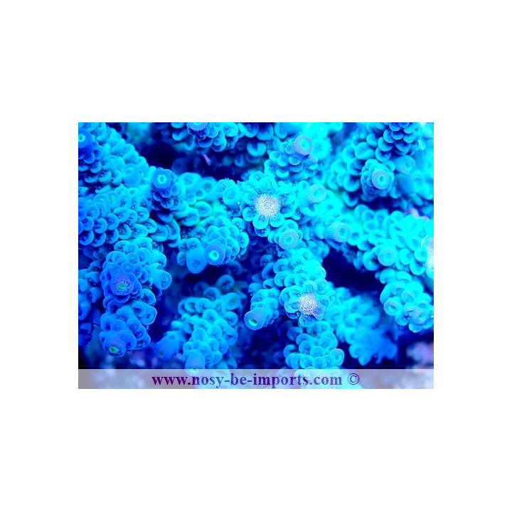 Acropora tenuis WYSIWYG 19022025-16