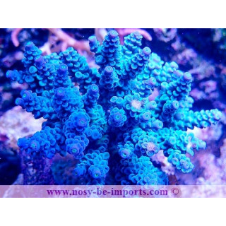 Acropora tenuis WYSIWYG 19022025-16