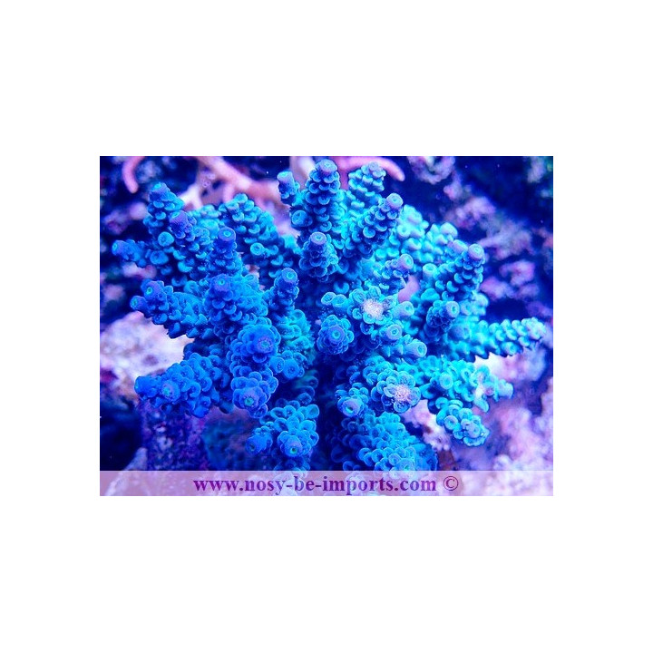 Acropora tenuis WYSIWYG 19022025-16