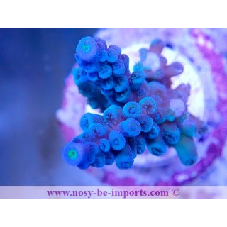 Acropora tenuis WYSIWYG 19022025-17