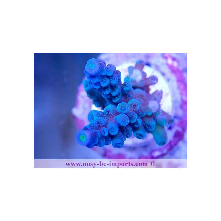 Acropora tenuis WYSIWYG 19022025-17