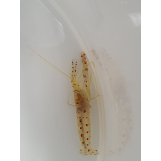 Alpheus rubromarginatus