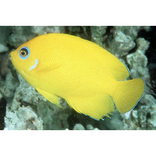 Centropyge flavissimus