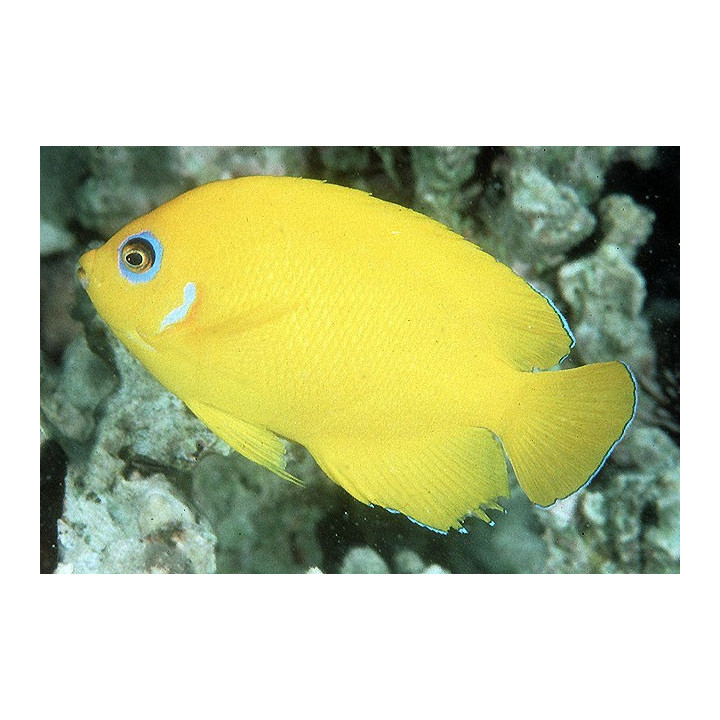 Centropyge flavissimus