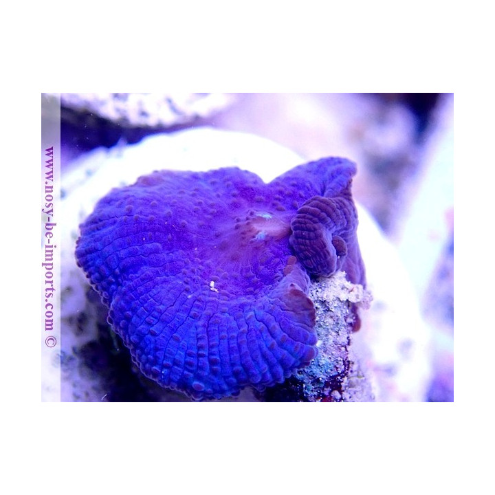 Actinodiscus sp. bleu