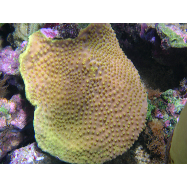 Turbinaria reniformis