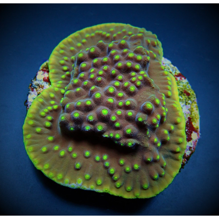 Turbinaria reniformis
