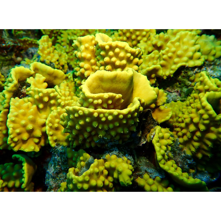 Turbinaria reniformis