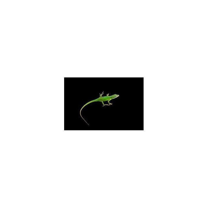Anolis carolinensis
