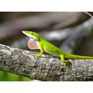 Anolis carolinensis