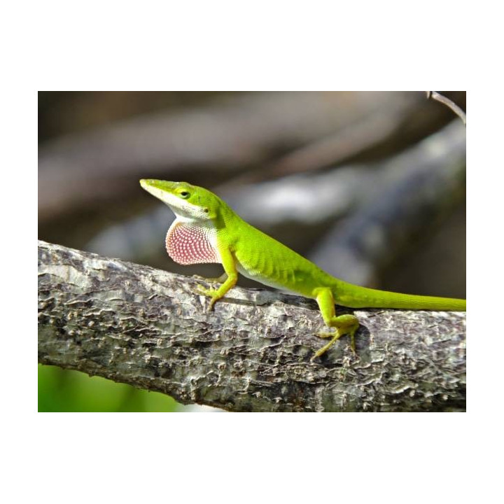 Anolis carolinensis