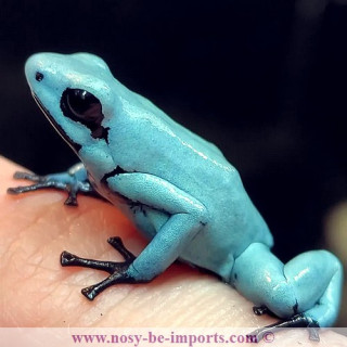 Adelphobates galactonotus solid Blue