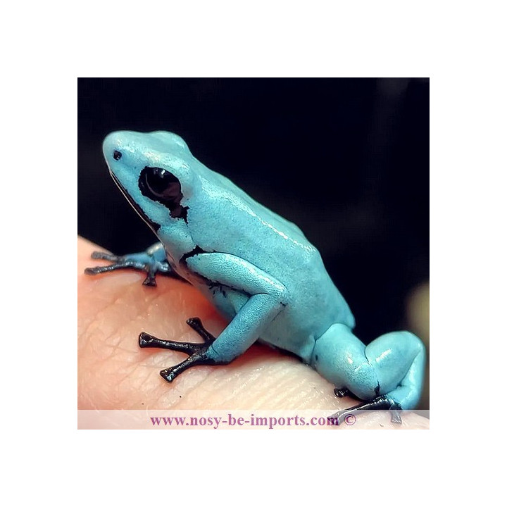 Adelphobates galactonotus solid Blue