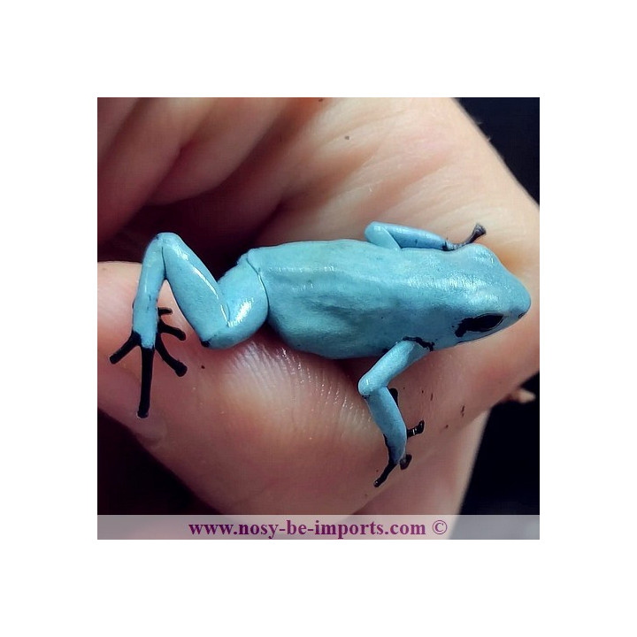 Adelphobates galactonotus solid Blue