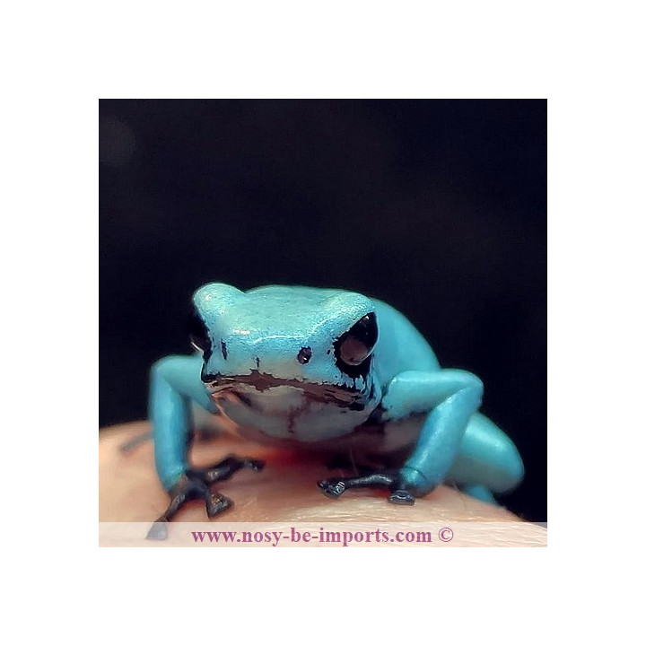 Adelphobates galactonotus solid Blue