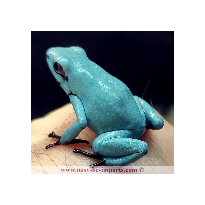 Adelphobates galactonotus solid Blue