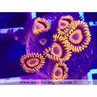 Zoanthus sp. USA orange fluo
