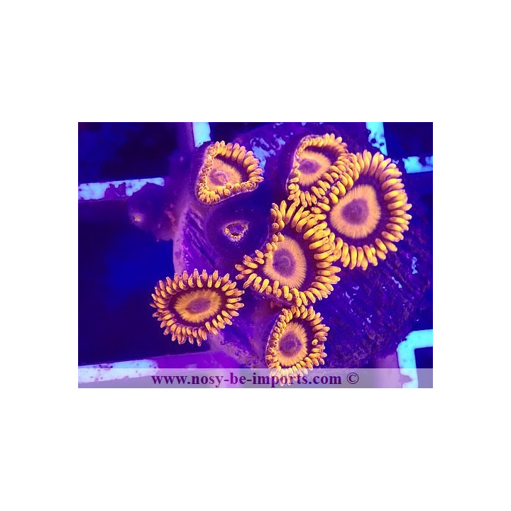 Zoanthus sp. USA orange fluo